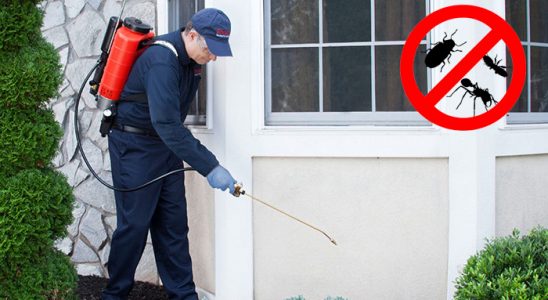 Bayrampaşa Kemirgen İlaçlama böcek ilaçlama ve haşere kontrolü — ilaclama-tr.com
